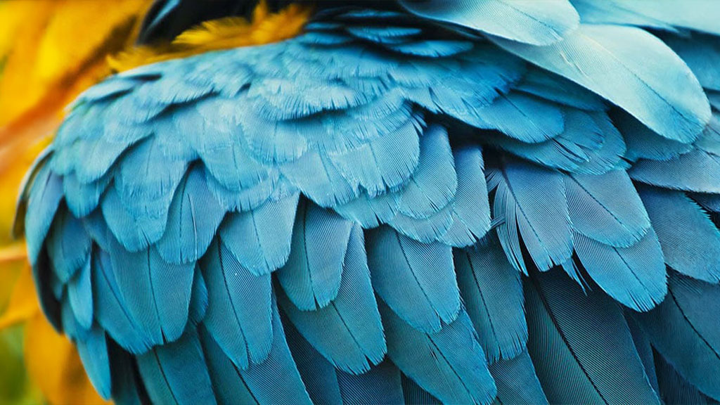 bird-gardens