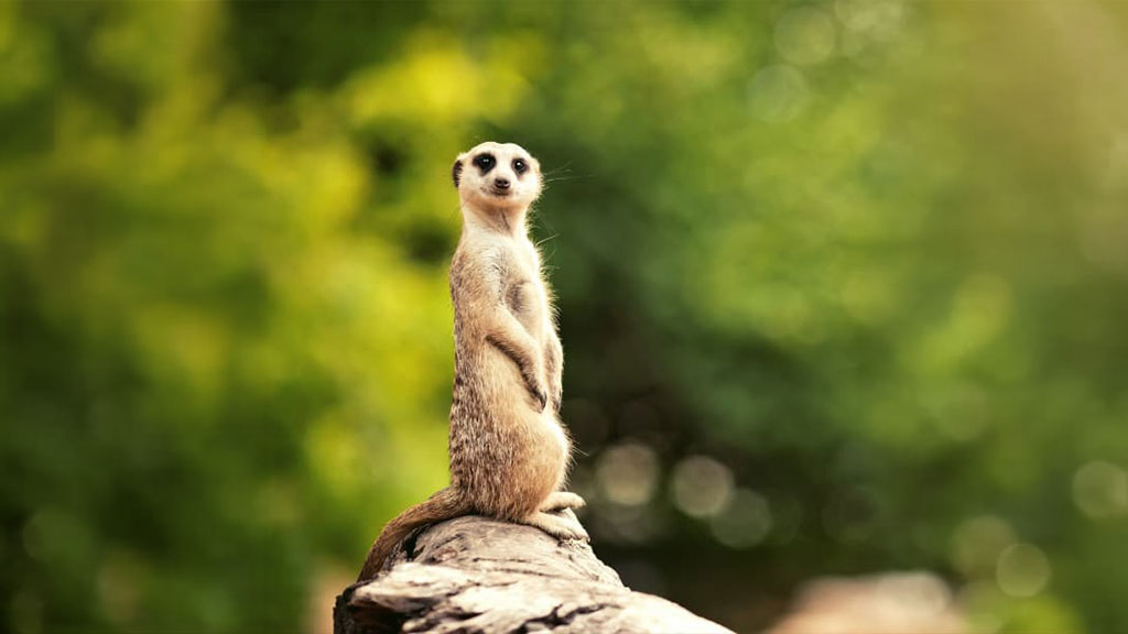 meet-the-locals