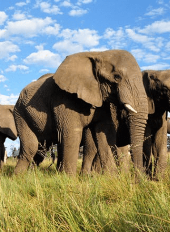 Knysna Elephant Park Mobile