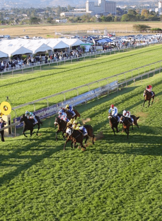 scotsville Golden horse