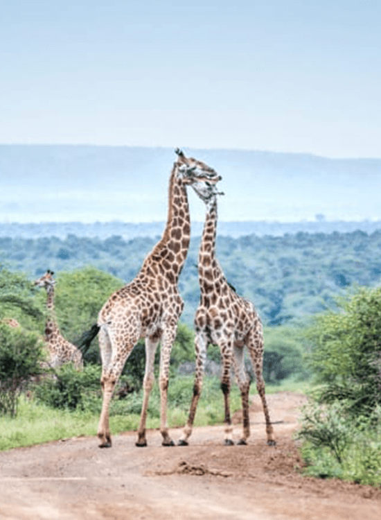The Kruger National Park
